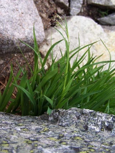 Pflanzenbild gross Braune Hainsimse - Luzula alpinopilosa