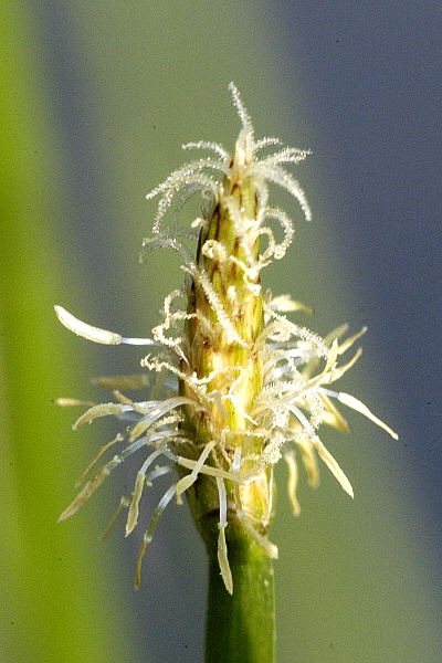 Pflanzenbild gross Gewöhnliche Sumpfbinse - Eleocharis palustris