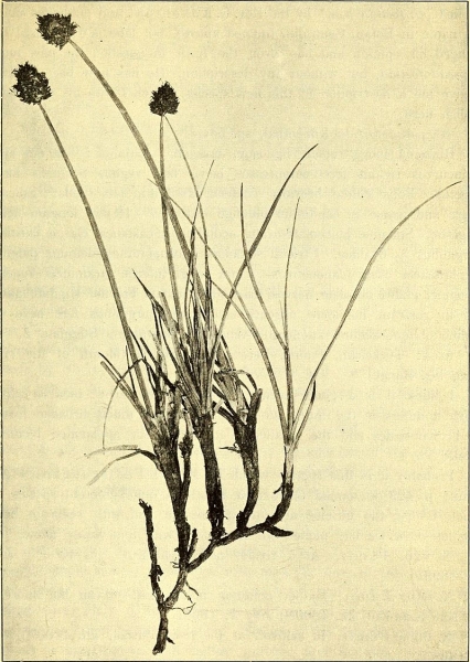 Pflanzenbild gross Schneetälchen-Segge - Carex foetida