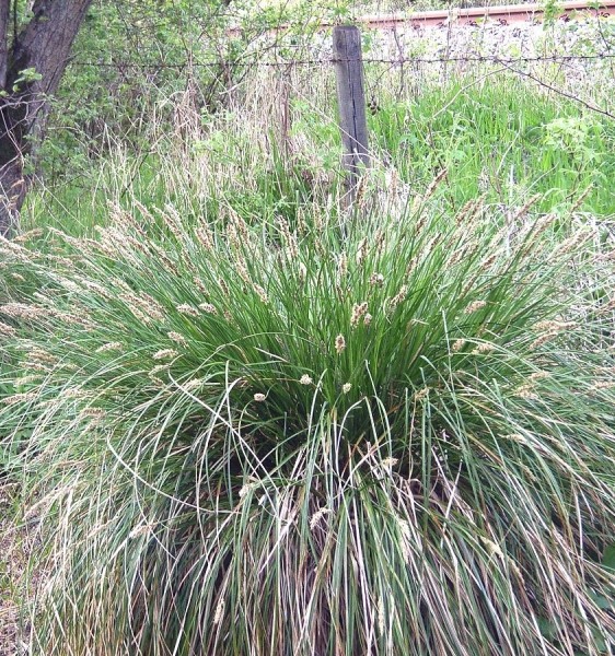 Pflanzenbild gross Rispen-Segge - Carex paniculata