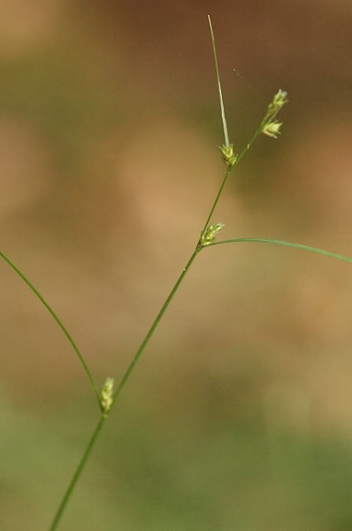 Pflanzenbild gross Lockerährige Segge - Carex remota