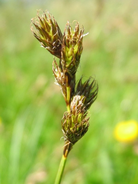 Pflanzenbild gross Hasenpfoten-Segge - Carex leporina
