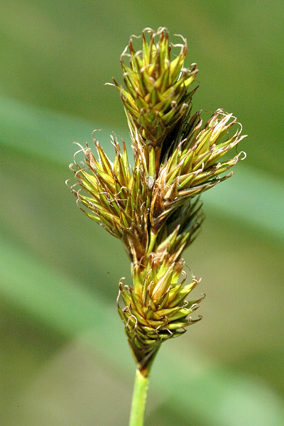 Pflanzenbild gross Hasenpfoten-Segge - Carex leporina