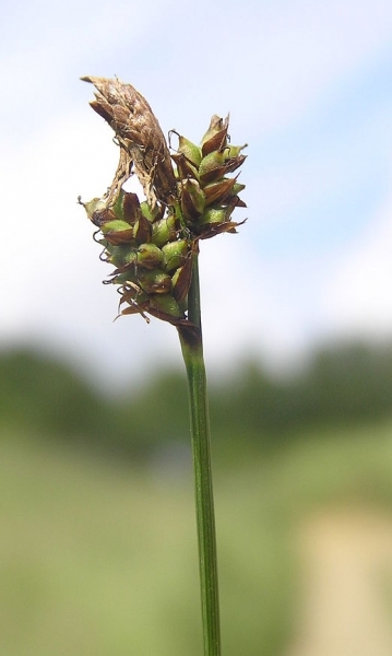 Pflanzenbild gross Berg-Segge - Carex montana