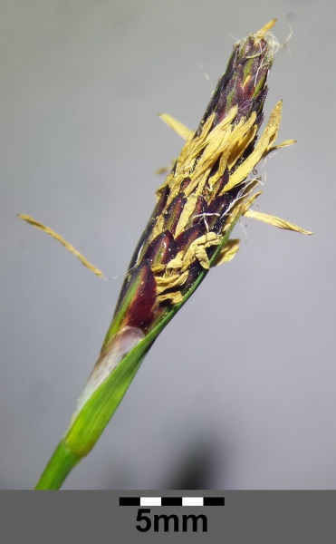 Pflanzenbild gross Wimper-Segge - Carex pilosa
