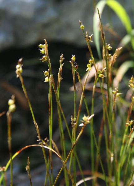 Pflanzenbild gross Weisse Segge - Carex alba