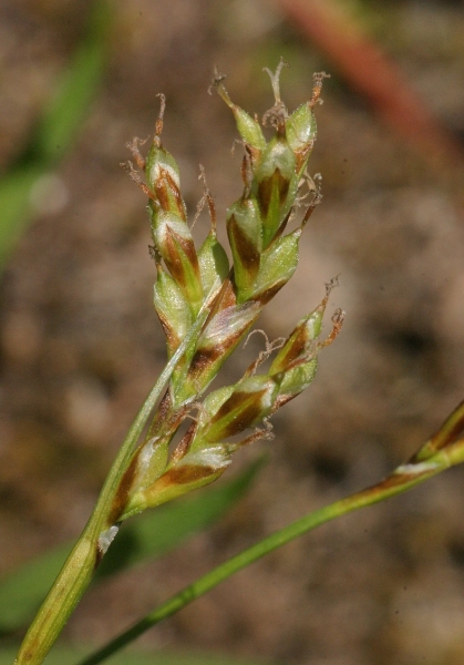 Pflanzenbild gross Vogelfuss-Segge - Carex ornithopoda