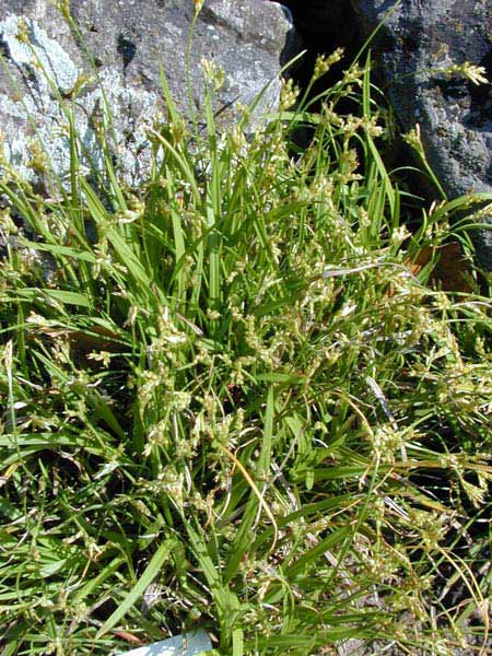 Pflanzenbild gross Vogelfuss-Segge - Carex ornithopoda
