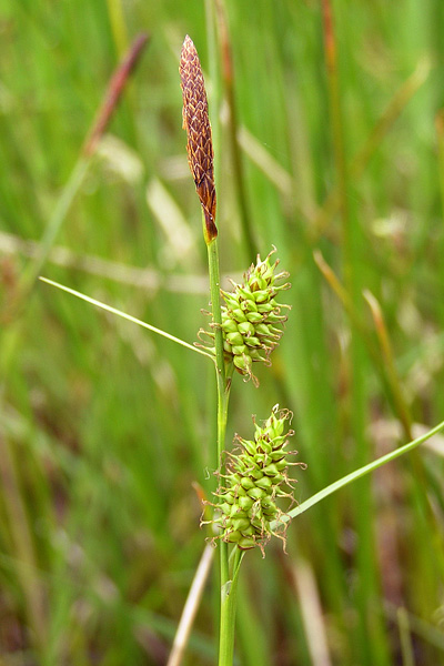 Pflanzenbild gross Saum-Segge - Carex hostiana