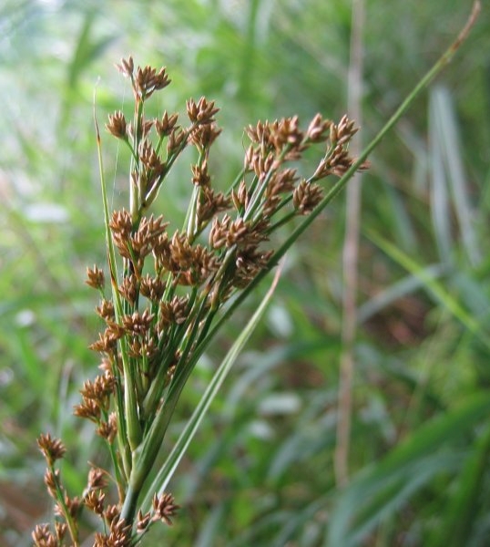 Pflanzenbild gross Schneidebinse - Cladium mariscus