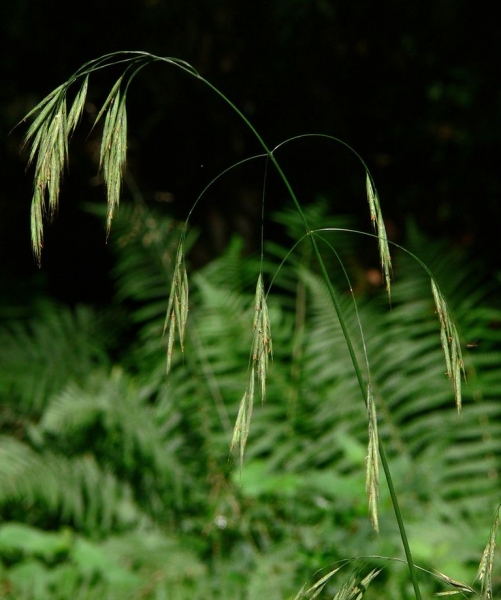 Pflanzenbild gross Benekens Trespe - Bromus benekenii