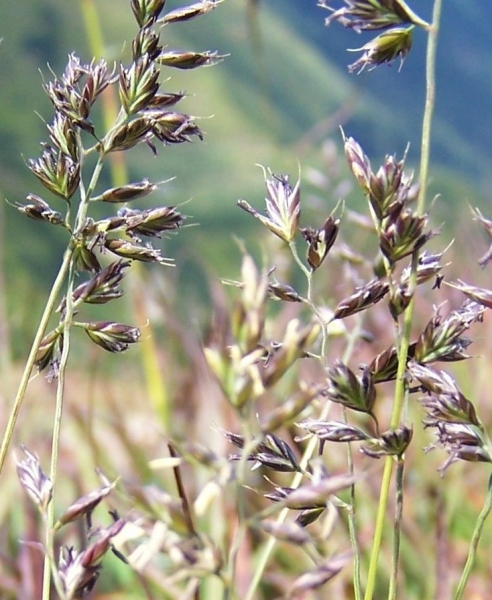 Pflanzenbild gross Bunt-Schwingel - Festuca varia aggr.