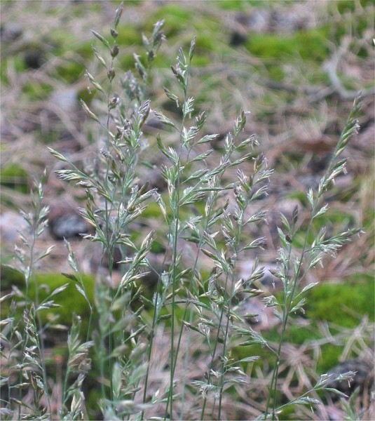 Pflanzenbild gross Schaf-Schwingel - Festuca ovina aggr.