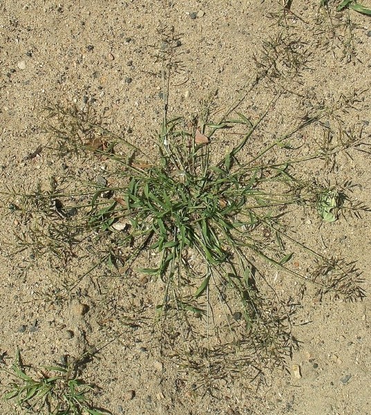 Pflanzenbild gross Kleines Liebesgras - Eragrostis minor