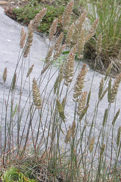 Pflanzenbild gross Walliser Kammschmiele - Koeleria vallesiana