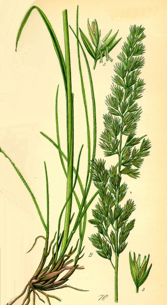 Pflanzenbild gross Pyramiden-Kammschmiele - Koeleria pyramidata aggr.