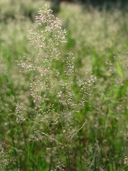Pflanzenbild gross Haar-Straussgras - Agrostis capillaris
