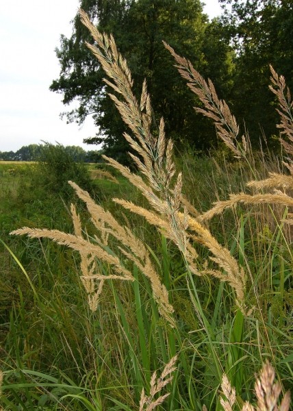 Pflanzenbild gross Land-Reitgras - Calamagrostis epigejos