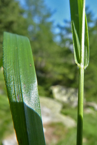 Pflanzenbild gross Wolliges Reitgras - Calamagrostis villosa