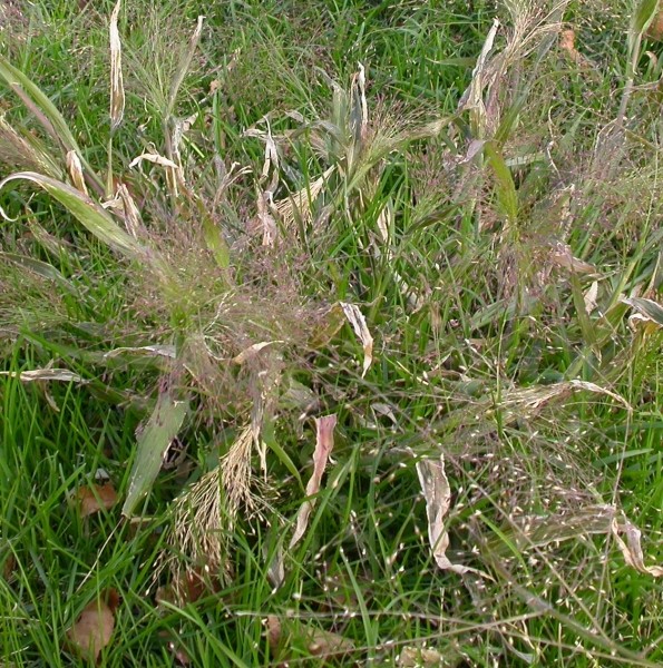 Pflanzenbild gross Haarästige Hirse - Panicum capillare aggr.