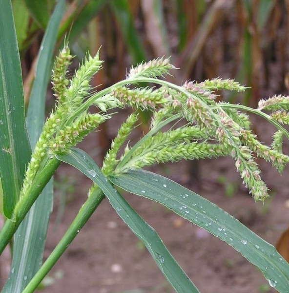 Pflanzenbild gross Hühnerhirse - Echinochloa crus-galli