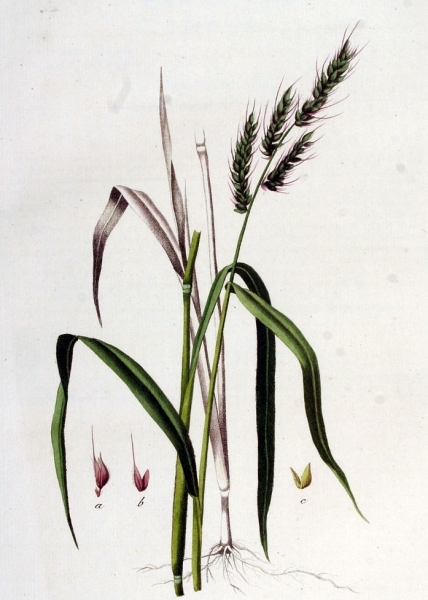 Pflanzenbild gross Hühnerhirse - Echinochloa crus-galli