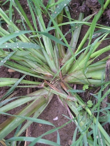 Pflanzenbild gross Hühnerhirse - Echinochloa crus-galli