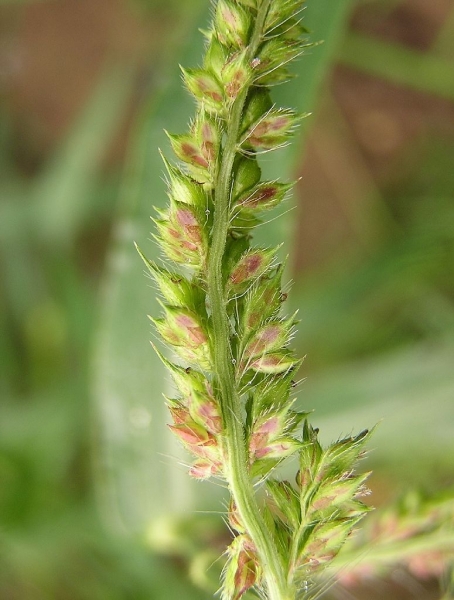 Pflanzenbild gross Hühnerhirse - Echinochloa crus-galli