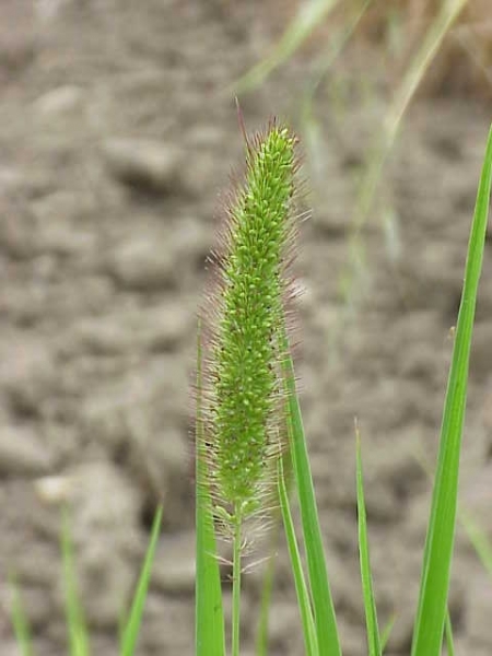 Pflanzenbild gross Grüne Borstenhirse - Setaria viridis