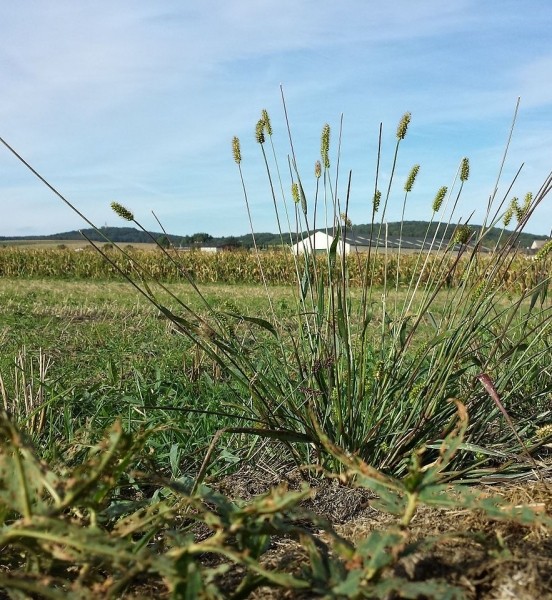 Pflanzenbild gross Graugrüne Borstenhirse - Setaria pumila
