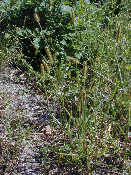 Pflanzenbild gross Graugrüne Borstenhirse - Setaria pumila