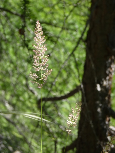 Pflanzenbild gross Berg-Reitgras - Calamagrostis varia