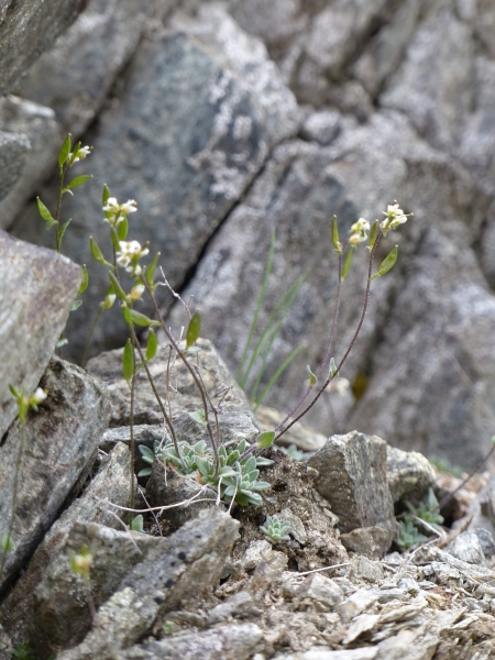 Pflanzenbild gross Gletscher-Felsenblümchen - Draba dubia