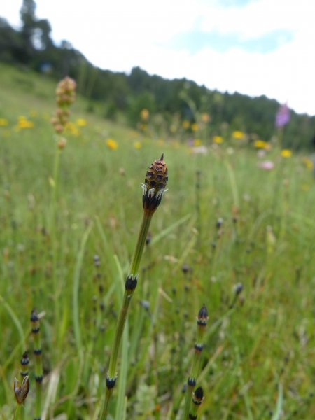 Pflanzenbild gross Bunter Schachtelhalm - Equisetum variegatum