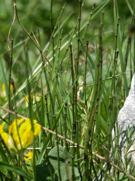 Pflanzenbild gross Bunter Schachtelhalm - Equisetum variegatum