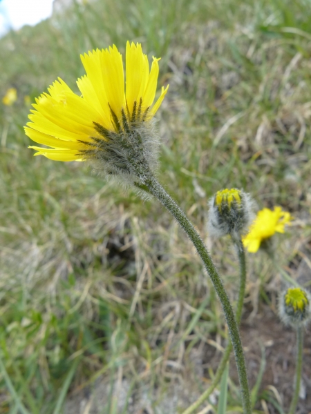 Pflanzenbild gross Drüsiges Grauzottiges Habichtskraut - Hieracium glanduliferum