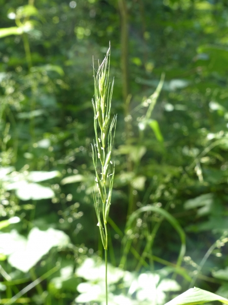 Pflanzenbild gross Waldgerste - Hordelymus europaeus