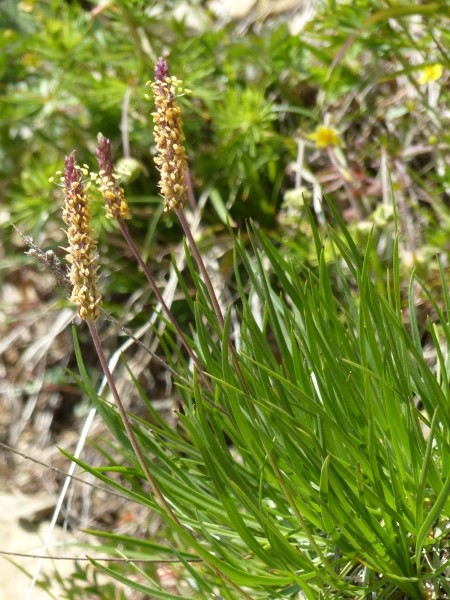Pflanzenbild gross Schlangen-Wegerich - Plantago serpentina