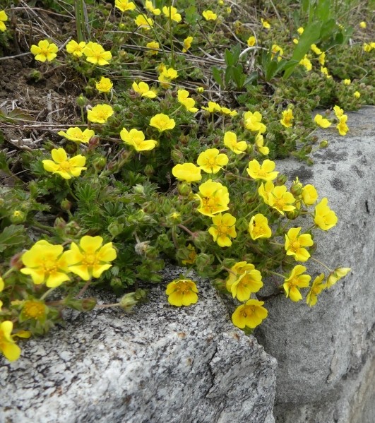 Pflanzenbild gross Frühlings-Fingerkraut - Potentilla verna
