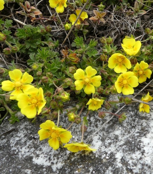 Pflanzenbild gross Frühlings-Fingerkraut - Potentilla verna
