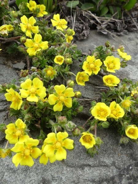 Pflanzenbild gross Frühlings-Fingerkraut - Potentilla verna