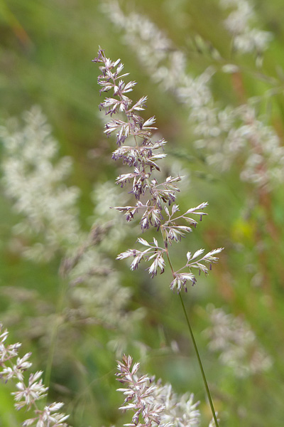 Pflanzenbild gross Pyramiden-Kammschmiele - Koeleria pyramidata aggr.