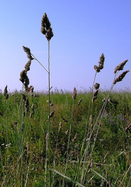 Pflanzenbild gross Wiesen-Knäuelgras - Dactylis glomerata