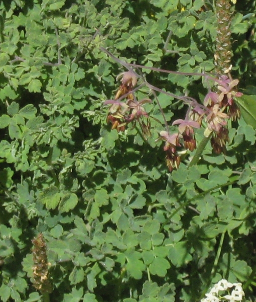 Pflanzenbild gross Stinkende Wiesenraute - Thalictrum foetidum