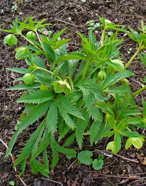 Pflanzenbild gross Grüne Nieswurz - Helleborus viridis