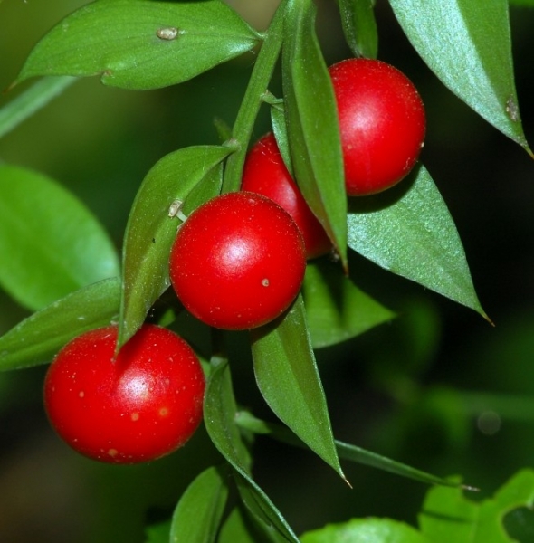 Pflanzenbild gross Mäusedorn - Ruscus aculeatus