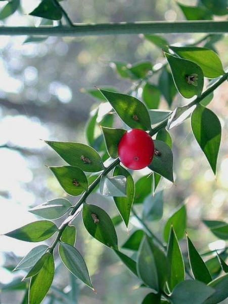 Pflanzenbild gross Mäusedorn - Ruscus aculeatus