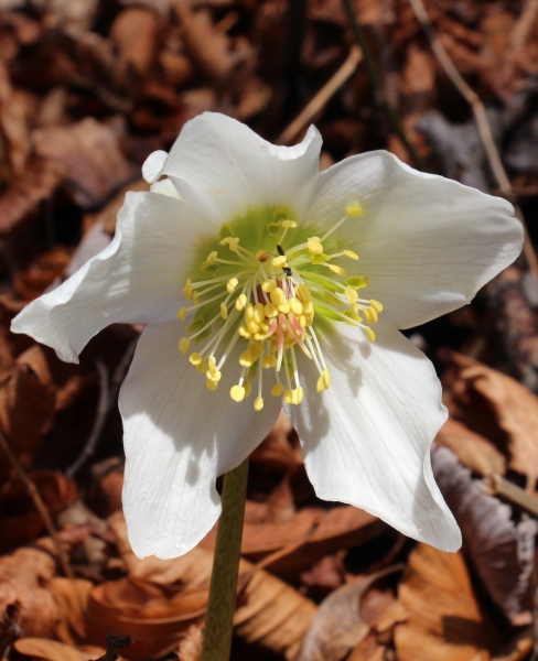 Pflanzenbild gross Christrose - Helleborus niger