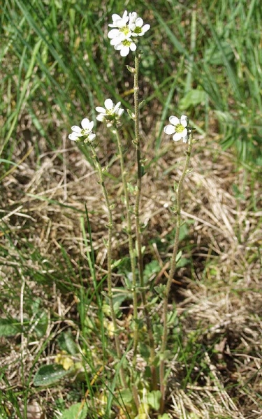 Pflanzenbild gross Zwiebel-Steinbrech - Saxifraga bulbifera