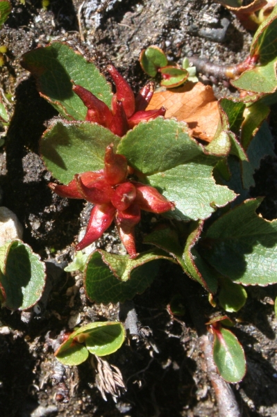 Pflanzenbild gross Kraut-Weide - Salix herbacea